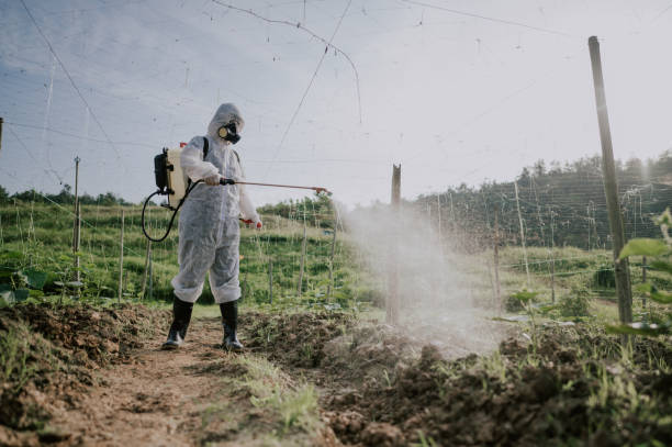 Best Termite Control Services  in Ellenville, NY