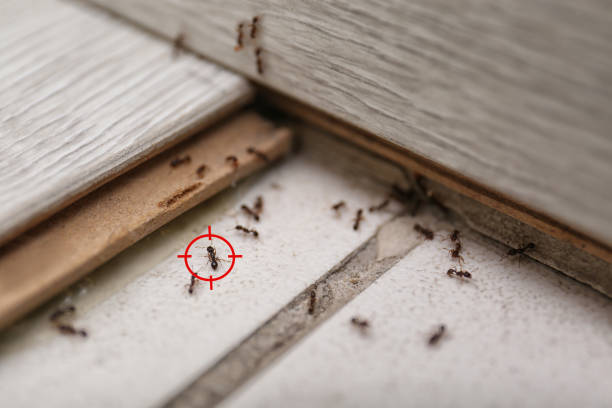 Best Mosquito Control Services  in Ellenville, NY