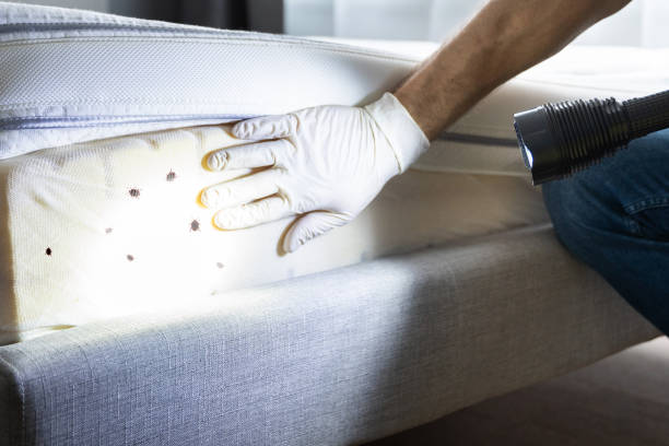 Best Affordable Pest Control Services  in Ellenville, NY